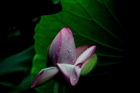 dailyPhoto13