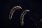 dailyPhoto30