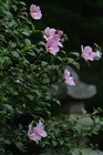 photo1