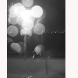 dailyPhoto29