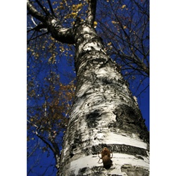 dailyPhoto5