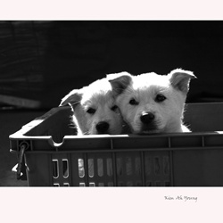 dailyPhoto10