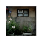 dailyPhoto36