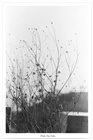 dailyPhoto27