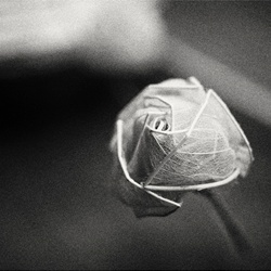 dailyPhoto15
