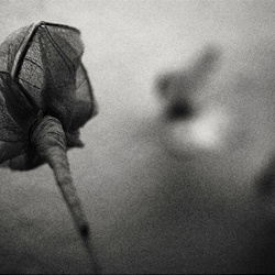 dailyPhoto40