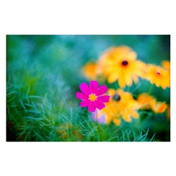 dailyPhoto7