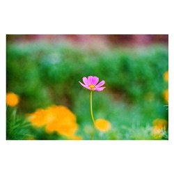 dailyPhoto39