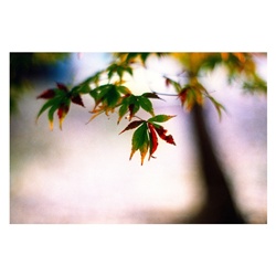 dailyPhoto13