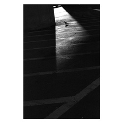 dailyPhoto39