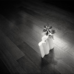 dailyPhoto11