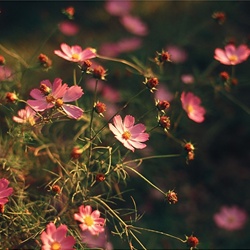 dailyPhoto39