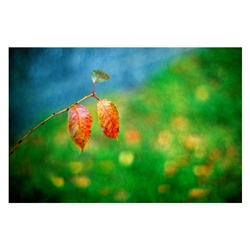 dailyPhoto14