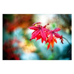 dailyPhoto12