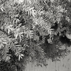 dailyPhoto9