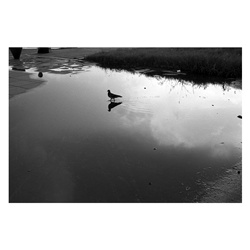 dailyPhoto36
