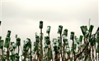 dailyPhoto7