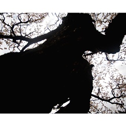 dailyPhoto13