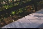 dailyPhoto8