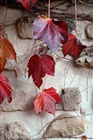 dailyPhoto31