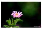 dailyPhoto31