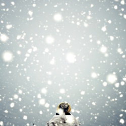dailyPhoto22