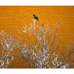 dailyPhoto10