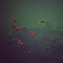 dailyPhoto13