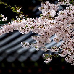 dailyPhoto33