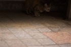 dailyPhoto6