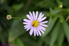 dailyPhoto35