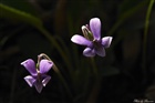 dailyPhoto34