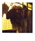 dailyPhoto8