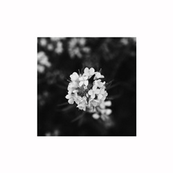 dailyPhoto4