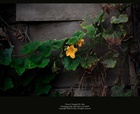 dailyPhoto21