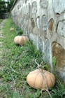 dailyPhoto13