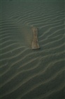 dailyPhoto35