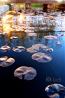 dailyPhoto10