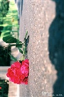 dailyPhoto10