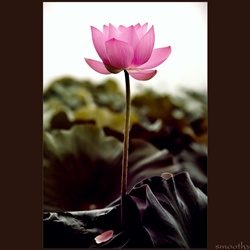 dailyPhoto10