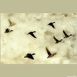 dailyPhoto15