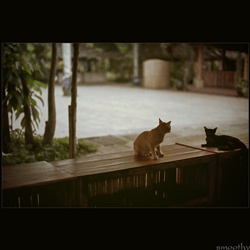 dailyPhoto4