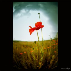 dailyPhoto26