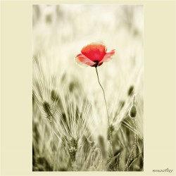 dailyPhoto40
