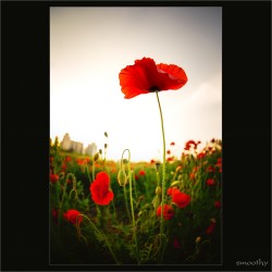 dailyPhoto4