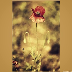 dailyPhoto7