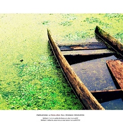 dailyPhoto38