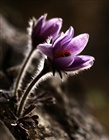 dailyPhoto35