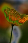 dailyPhoto7