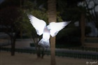 dailyPhoto36